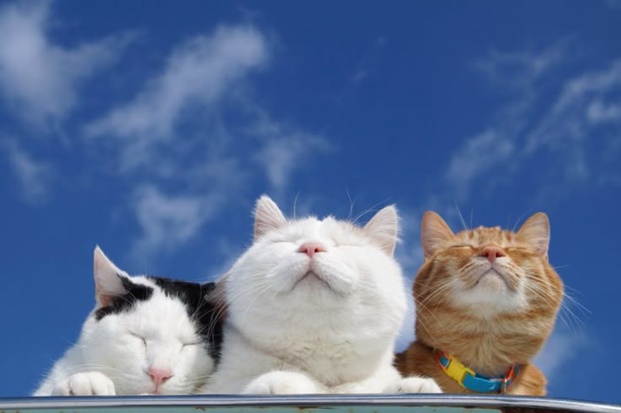 Hình nền mèo cute cho máy tính 1