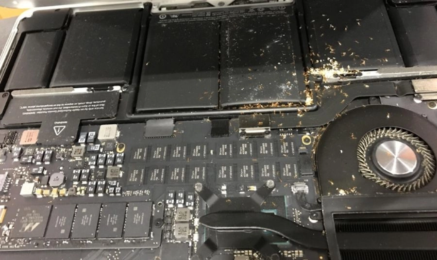 Nguyên nhân khiến cho kiến chui vào laptop Lý do kiến chui vào laptop?