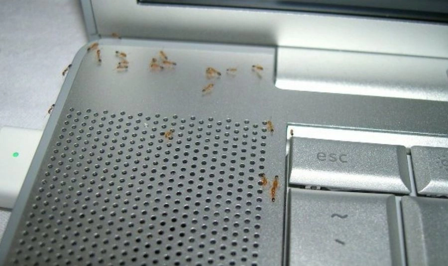 Lắc nhẹ laptop để kiến bò ra ngoài Lắc nhẹ laptop để kiến bò ra ngoài